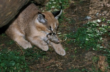 Caracal, caracal caracal, Young with Mouse in Mouth
