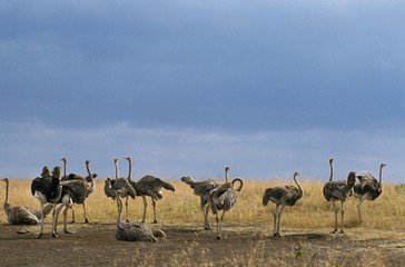 Ostrich, struthio camelus, Group of Females, Nairobi Park in Kenya