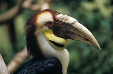 Wreathed Hornbill, aceros undulatus, Portrait of Male