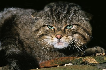 European Wildcat, felis silvestris, Portrait of Adult © slowmotiongli