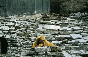 Brown Bear, ursus arctos at the Zoon