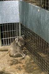 Koala, phascolarctos cinereus in Cage, Zoo in Australia