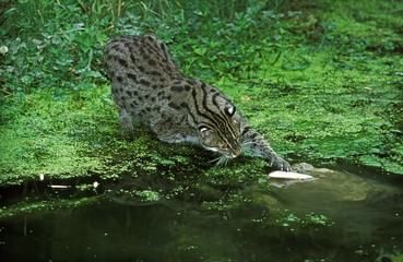 Fishing Cat, prionailurus viverrinus, Adult standing in Water, Fishing