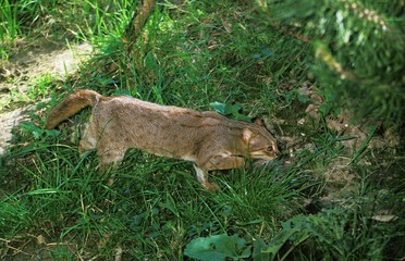 Naklejka na ściany i meble Rusty-Spotted Cat, prionailurus rubiginosus, Adult