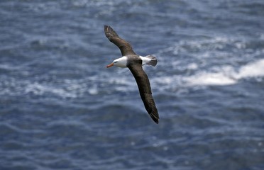 Black-Browed Albatross, diomedea melanophris, Adult in Flight, Drake Passage in Antarctica
