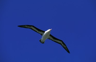 Black-Browed Albatross, diomedea melanophris, Adult in Flight, Drake Passage in Antarctica