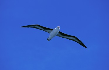 Black-Browed Albatross, diomedea melanophris, Adult in Flight, Drake Passage in Antarctica