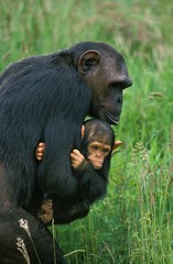 Chimpanzee, pan troglodytes, Mother carrying Young