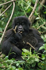 Mountain Gorilla, gorilla gorilla beringei, Young, Virunga Park in Rwanda