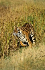 Bengal Tiger, panthera tigris tigris, Adult running
