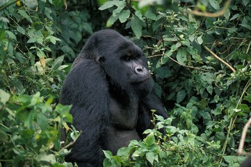 Mountain Gorilla, gorilla gorilla beringei, Male sitting, Virunga Park in Rwanda