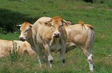 Naklejka na ściany i meble French Domestic Cattle, Blonde d'Aquitaine, cows