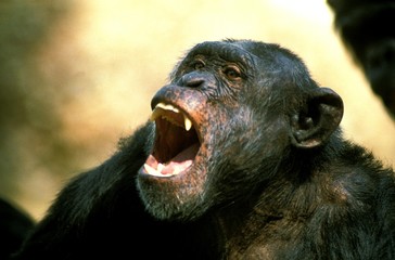 Chimpanzee, pan troglodytes, Adult calling
