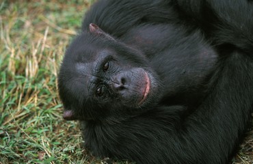 Chimpanzee, pan troglodytes, Portrait of Adult