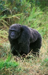 Chimpanzee, pan troglodytes, Male