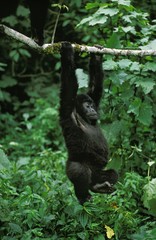 Mountain Gorilla, gorilla gorilla beringei, Young hanging from Branch, Virunga Park in Rwanda