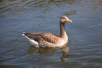 Greylag Goose (scientific name Anser anser) on the water, The Broads, Norfolk, UK