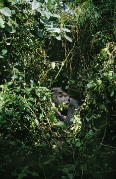 Mountain Gorilla, gorilla gorilla beringei, Male camouflage through leaves, Virunga Park in Rwanda