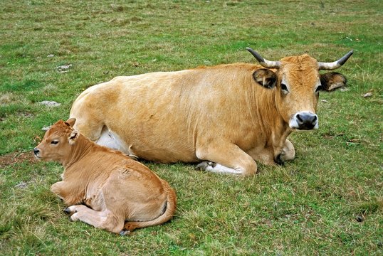 Domestic Cattle, Cow and Calf