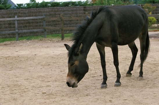 Hinny, Crossbreed of Male Horse and Jenny