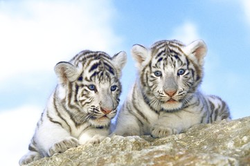 White Tiger, panthera tigris, Cub