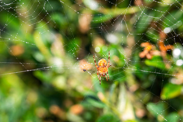 Spider sitting on a web
