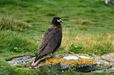 Striated Caracara or Forster's Caracara, phalcoboenus australis, Adult standing on Stone
