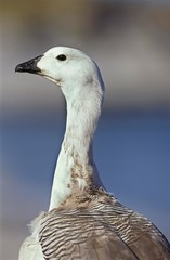 Magellan Goose or Upland Goose, chloephaga picta, Portrait of Male, Antarctica