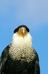 Crested Caracara, polyborus plancus, Portrait of Adult, Pantanal in Brazil