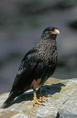Striated Caracara or Forster's Caracara, phalcoboenus australis, Adult standing on Stone