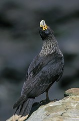 Striated Caracara or Forster's Caracara, phalcoboenus australis, Adult calling