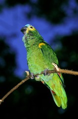 Blue-Fronted Amazon Parrot or Turquoise-Fronted Amazon Parrot, amazona aestiva, Adult standing on Branch, Pantanal in Brazil