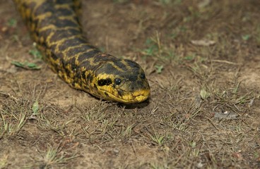 Green Anaconda, eunectes murinus, Pantanal in Brazil