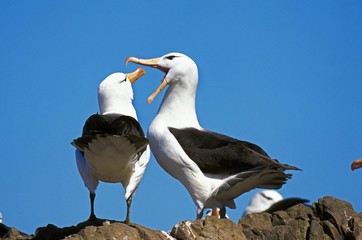 Black-Browed Albatross, diomedea melanophris, Pair courting, Drake Passage in Antarctica © slowmotiongli