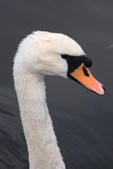 Head and beak of a Mute Swan, The Broads, Norfolk, UK