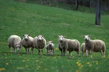 Obraz premium Berrichon Domestic Sheep, a French Breed from Berry, Herd with Ewes and Lambs