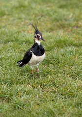 Northern Lapwing, vanellus vanellus, Normandy
