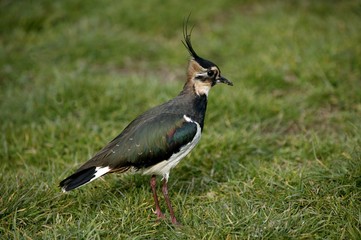 Northern Lapwing, vanellus vanellus, Normandy