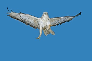 Honey Buzzard, pernis apivorus, Adult in Flight against Blue Sky