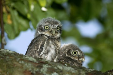 Little Owl, athene noctua, Youngs standing on Branch, Normandy