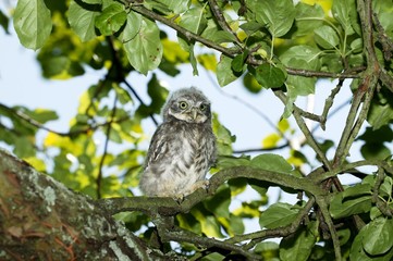 Little Owl, athene noctua, Young standing on Branch, Normandy