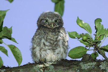 Little Owl, athene noctua, Young standing on Branch, Normandy