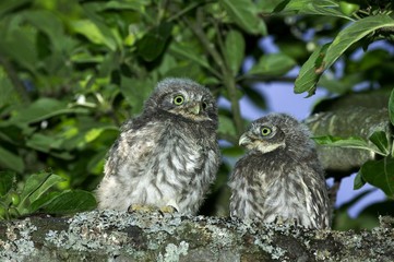 Little Owl, athene noctua, Youngs standing on Branch, Normandy