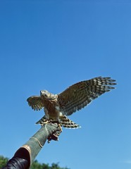 Falconer with Goshawk, accipiter gentilis