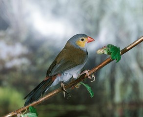 Orange-Cheeked Waxbill, estrilda melpoda, Adult standing on Branch