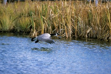 Canada Goose, branta canadensis, Adult in Flight