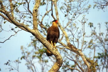 Crested Caracara, polyborus plancus, Adult standing in Tree, Pantanal in Brazil