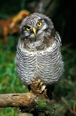 Northern Hawk Owl, surnia ulula, Immature
