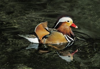 Mandarin Duck, aix galericulata, Male