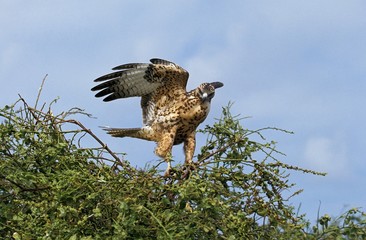 Galapagos Hawk, buteo galapagoensis, Adult in Flight, Taking off, Galapagos Islands